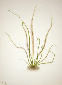 Drosera à feuilles filiformes - Mary Vaux Walcott