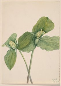 Trille à chenilles (Trillium sessile)