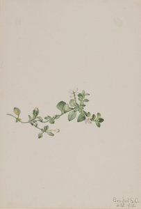 Houstonia procumbens (Houstonia procumbens)