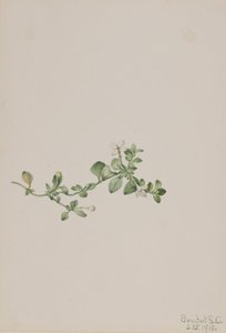 Houstonia procumbens - Mary Vaux Walcott