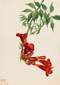 Bignonia radicans (Bignonia radicans)