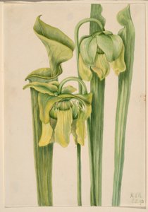 Trompette (Sarracenia flava)