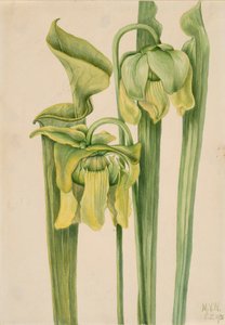Sarracénie jaune Sarracenia flava, 1920