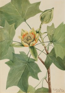 Tulipier (Liriodendron tulipifera)