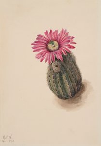 Cactus tête de dinde Echinocerus perbellus, 1930