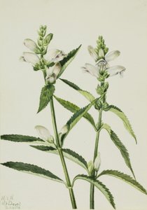 Tête de tortue (Chelone glabra)