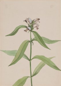 Tête de tortue (Chelone glabra) - Mary Vaux Walcott