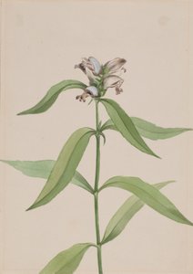Tête de tortue Chelone glabra - Mary Vaux Walcott