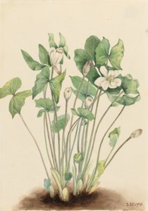 Feuille jumelle (Jeffersonia diphylla)