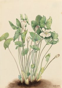 Jeffersonia diphylla - Mary Vaux Walcott