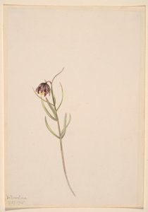 Sans titre--Étude de fleurs