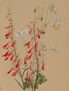 Sans titre--Étude de fleurs - Mary Vaux Walcott
