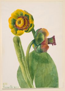 Sans titre--Étude de fleurs - Mary Vaux Walcott