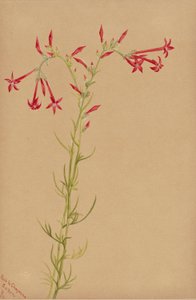 Sans titre--Étude de fleurs - Mary Vaux Walcott