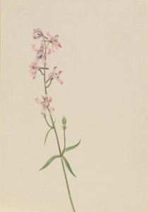 Sans titre--Étude de fleurs