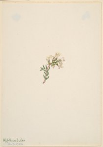 Sans titre--Étude de fleurs