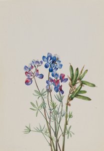 Sans titre--Étude de fleurs - Mary Vaux Walcott