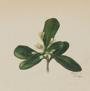 Sans titre - Étude de fleurs - Mary Vaux Walcott