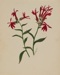 Sans titre - Étude de fleurs, 1876 - Mary Vaux Walcott
