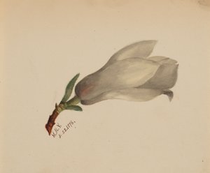 Sans titre - Étude de fleurs, 1876