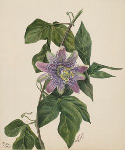 Sans titre--Étude de fleurs, 1879 - Mary Vaux Walcott