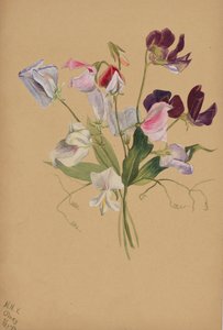 Sans titre - Étude de fleurs, 1886 - Mary Vaux Walcott
