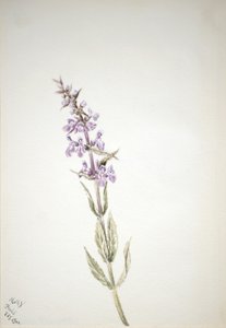 Sans titre - Étude de fleurs, 1900