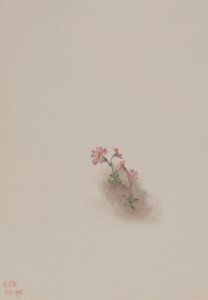 Sans titre - Étude de fleurs, 1936
