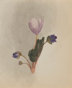 Sans titre--Étude de Fleurs