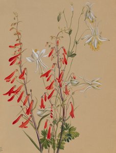 Sans titre--Étude de fleurs, vers 1883-1900 - Mary Vaux Walcott