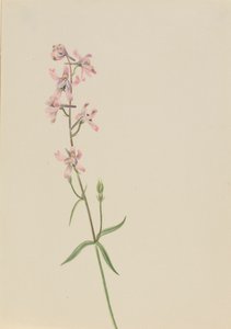 Sans titre - Étude de fleurs