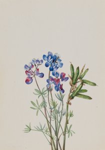 Sans titre - Étude de fleurs, vers 1900-1930 - Mary Vaux Walcott