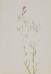 Sans titre--Étude de fleurs, n.d.