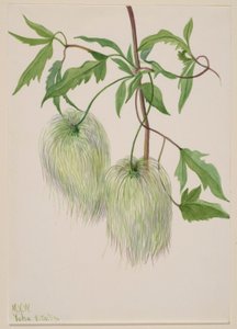 Sans titre - Étude de plantes