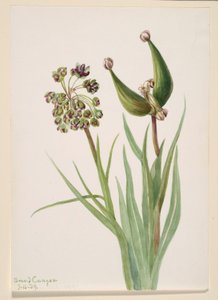 Sans titre - Étude de plantes - Mary Vaux Walcott