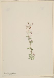 Sans titre - Étude de plantes