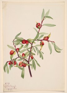 Sans titre - Étude de plantes