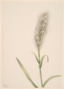 Sans titre - Étude de plantes - Mary Vaux Walcott