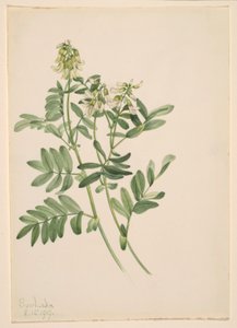 Sans titre - Étude de plantes - Mary Vaux Walcott