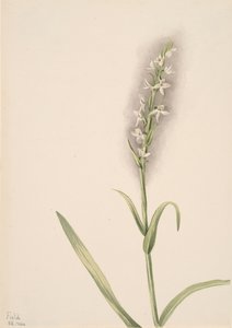 Sans titre - Étude de plante, 1904 - Mary Vaux Walcott
