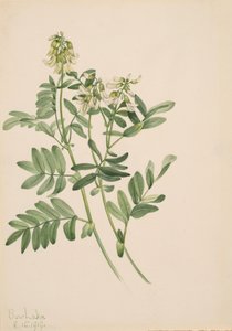 Sans Titre - Étude de Plante - Mary Vaux Walcott