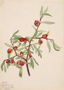 Sans titre - Étude de plante, 1921