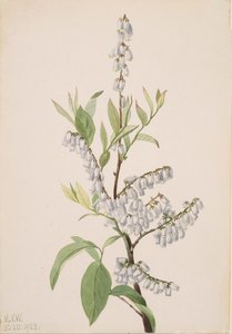 Sans titre - Étude de plantes