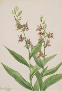 Sans titre - Étude de plante