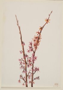 Sans titre - Étude de plante, 1939