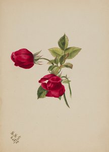 Sans titre--Rose, 1878