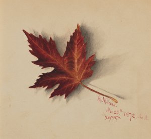 Sans titre (feuille d