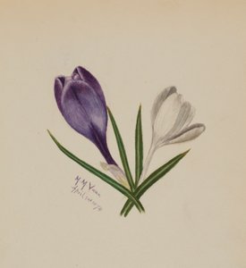Sans titre (Crocus) - Mary Vaux Walcott