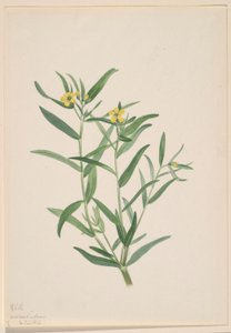 Sans titre (étude de fleur) - Mary Vaux Walcott