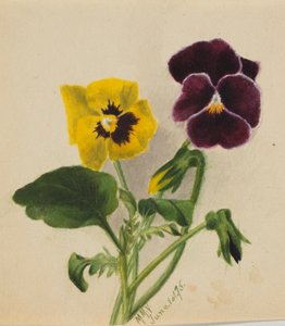 Sans titre (Pensées) - Mary Vaux Walcott